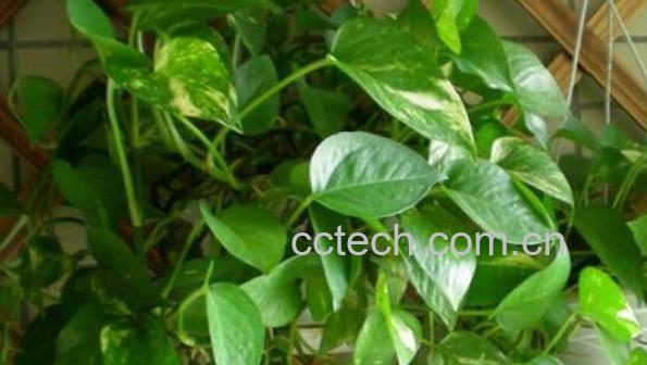 绿萝怎么养才能更旺盛-1