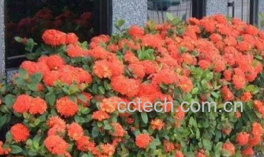 希茉莉和龙船花的区别-0