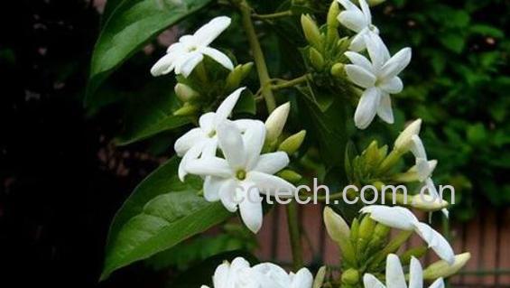 笔尖茉莉的养殖方法和注意事项-0