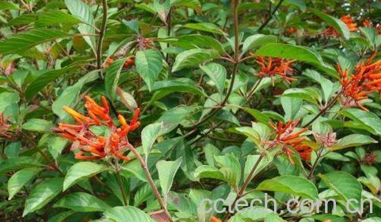 希茉莉和龙船花的区别-1