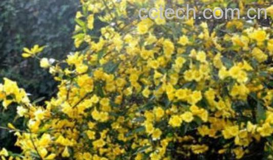 法国香水茉莉的养殖方法和注意事项-0