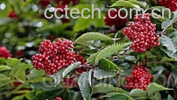 果蔬百科接骨木-0