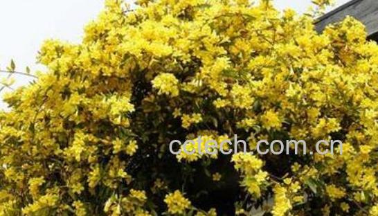 法国香水茉莉的养殖方法和注意事项-1