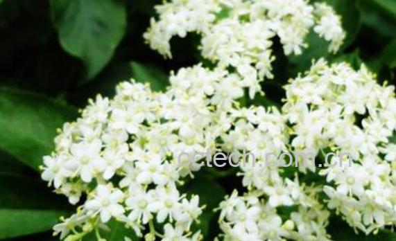 接骨木花的功效与作用-0