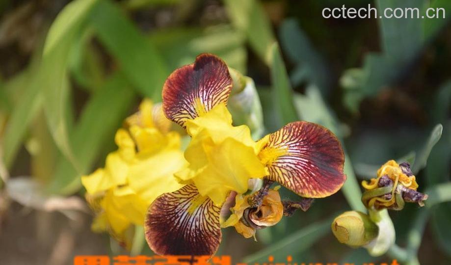 果蔬百科德国鸢尾的翻盆和种植-0