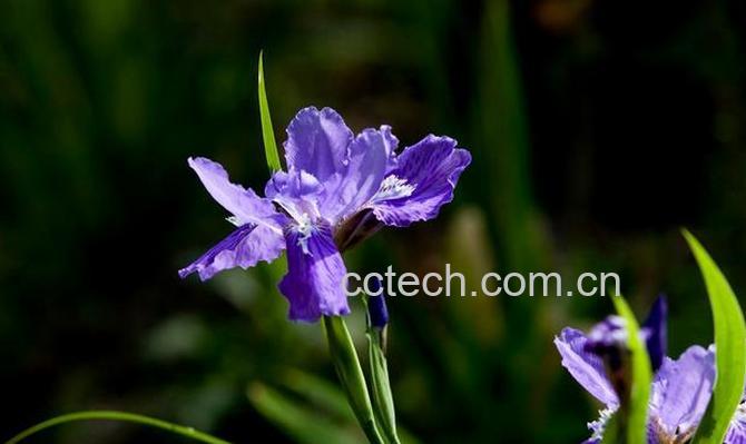 果蔬百科亮叶鸢尾怎么养-0