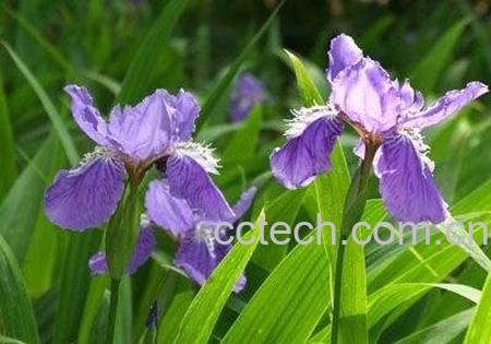 鸢尾兰果实-1