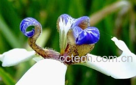 鸢尾兰果实的药用价值-0