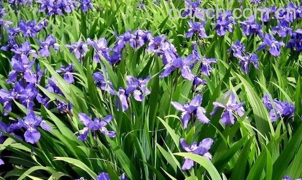 果蔬百科德国鸢尾-0