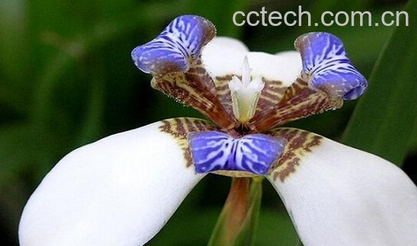 果蔬百科巴西鸢尾-0