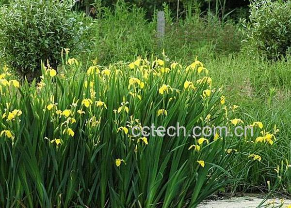 果蔬百科黄花鸢尾-0