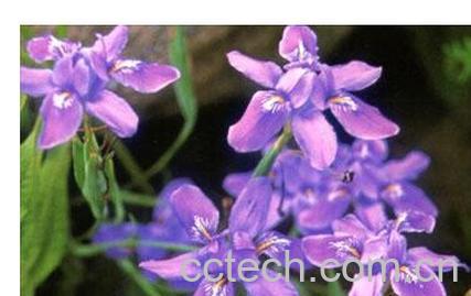 果蔬百科宽柱鸢尾-0