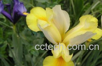 果蔬百科西班牙鸢尾-0