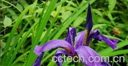 果蔬百科金脉鸢尾-0