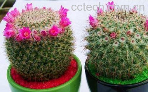 果蔬百科仙人球的功效与作用-0