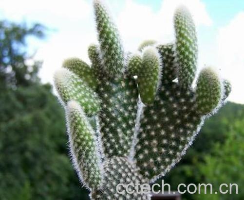 果蔬百科仙人球的功效与作用-0