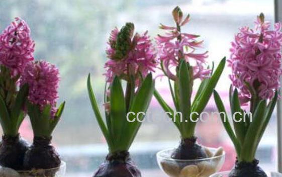 风信子开花后怎么处理 风信子开花后怎么繁殖-0