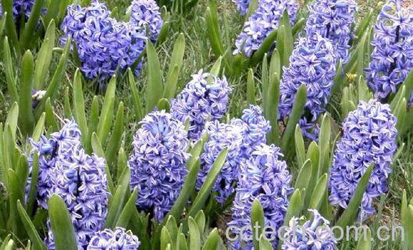 风信子开花后怎么处理 风信子开花后怎么繁殖-1