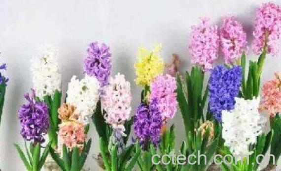 风信子怎么养殖 风信子的养殖方法和注意事项-1