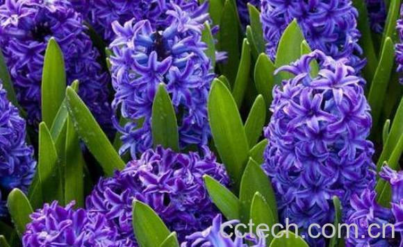 风信子怎么养殖 风信子的养殖方法和注意事项-0