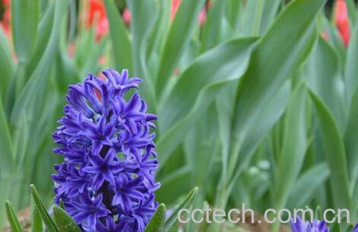 风信子如何养 风信子的养殖方法和注意事项 -1