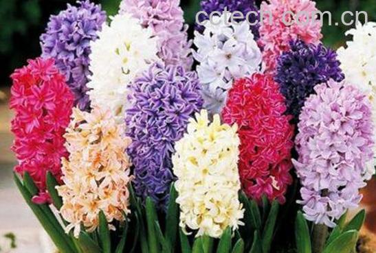 风信子如何养 风信子的养殖方法和注意事项 -0