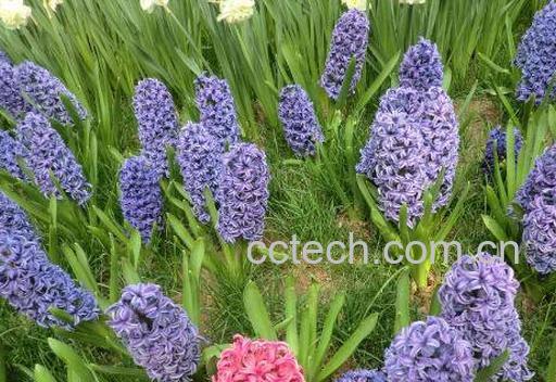 风信子的养殖方法技巧-0