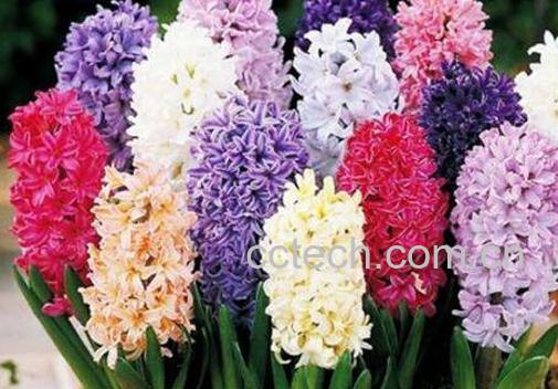 风信子的养殖方法技巧-1