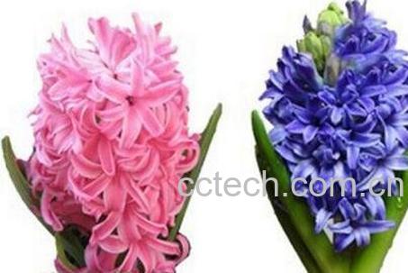 风信子怎么养 风信子的养殖方法-1