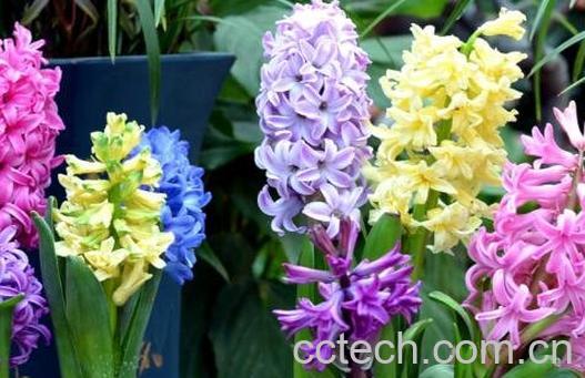 风信子怎么养 风信子的养殖方法-0