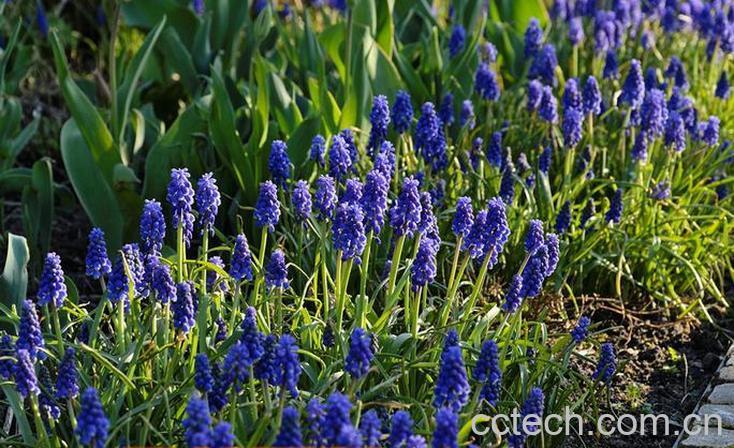 果蔬百科风信子和葡萄风信子的比较-0