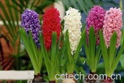 风信子的养殖方法和注意事项-0