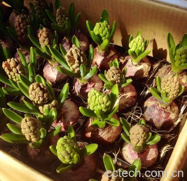 果蔬百科风信子图片 风信子有毒吗-0