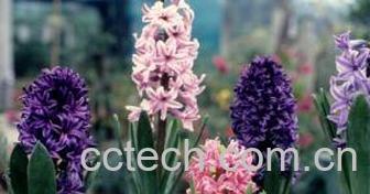 果蔬百科风信子的养殖方法-0