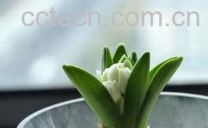 果蔬百科风信子图片 风信子养殖方法技巧-0