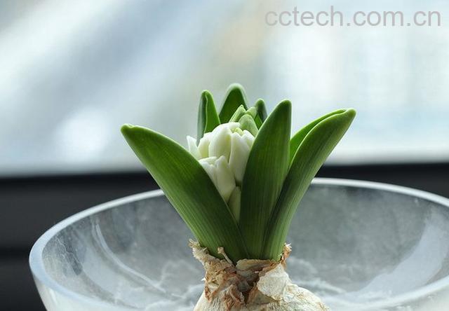 果蔬百科风信子的水养殖方法-0