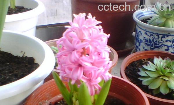 果蔬百科风信子的养殖方法与注意事项-0