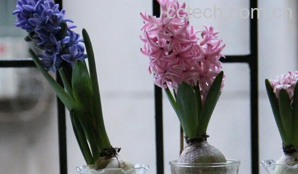 果蔬百科风信子-0