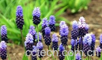 果蔬百科葡萄风信子-0