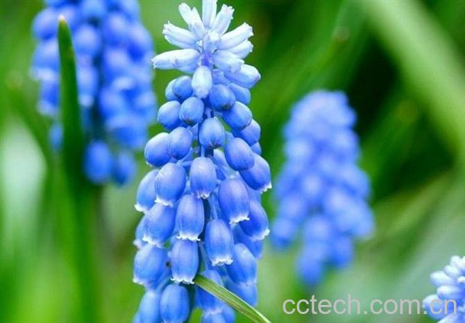 果蔬百科葡萄风信子的养殖方式-0