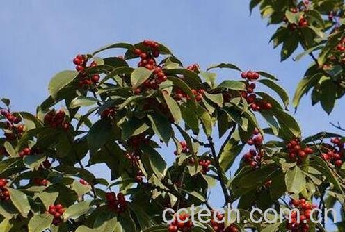 红果冬青的种植方法与注意事项-0