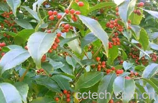 红果冬青的种植方法与注意事项-1