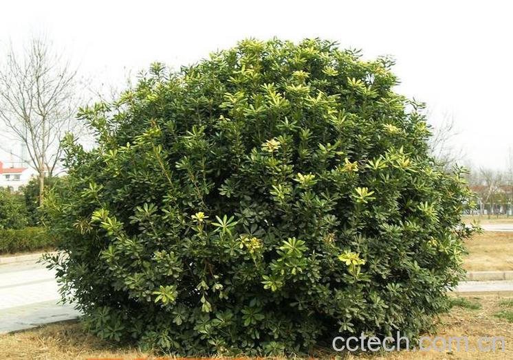 果蔬百科冬青树的养护方法-0