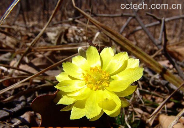 果蔬百科槟榔花的功效与作用-0