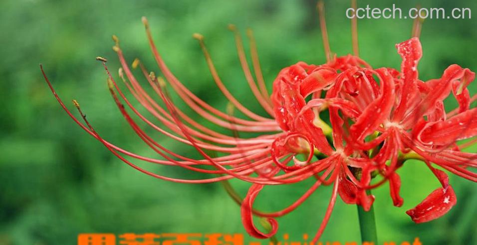 果蔬百科红花石蒜图片-0