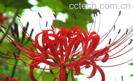  石蒜花有毒吗 -0