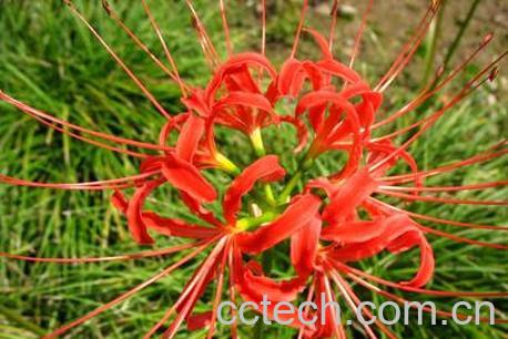 果蔬百科石蒜-0