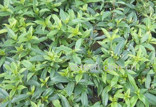 果蔬百科软枝黄蝉-0