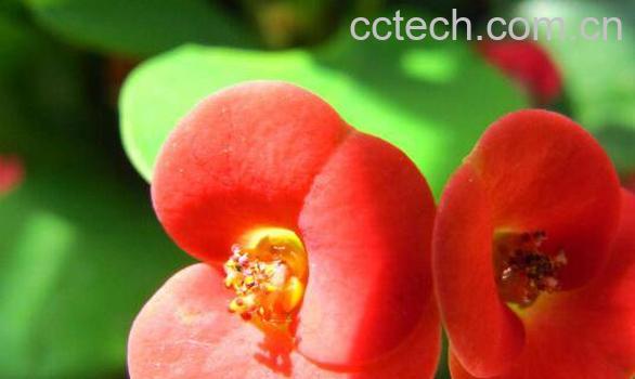 胡椒木如何养殖 胡椒木的养殖方法和注意事项-0