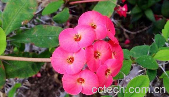 虎刺梅如何养殖 虎刺梅的养殖方法和注意事项-1